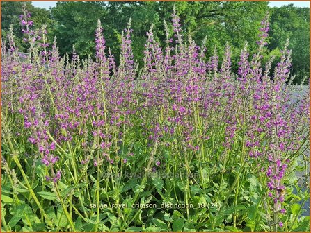 Salvia &amp;#39;Royal Crimson Distinction&amp;#39; | Salie, Salvia | Salbei