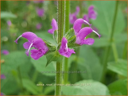 Salvia &amp;#39;Royal Crimson Distinction&amp;#39; | Salie, Salvia | Salbei