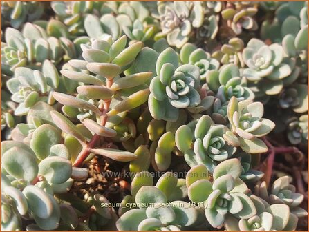 Sedum cyaneum &amp;#39;Sachalin&amp;#39; | Vetkruid | Blaugraues Fettblatt