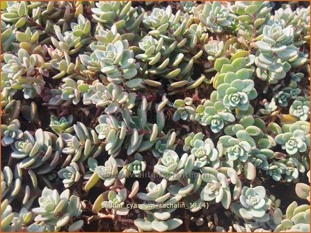 Sedum cyaneum &amp;#39;Sachalin&amp;#39; | Vetkruid | Blaugraues Fettblatt