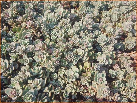 Sedum cyaneum &amp;#39;Sachalin&amp;#39; | Vetkruid | Blaugraues Fettblatt