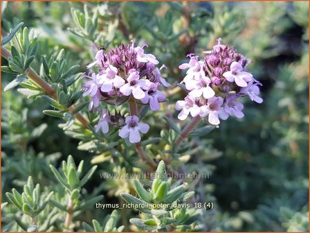 Thymus richardii &amp;#39;Peter Davis&amp;#39; | Tijm | Thymian