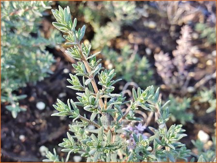 Thymus richardii &#039;Peter Davis&#039; | Tijm | Thymian