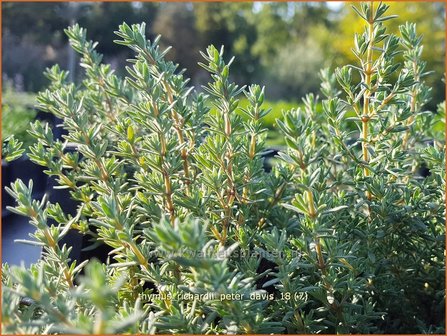 Thymus richardii &#039;Peter Davis&#039; | Tijm | Thymian