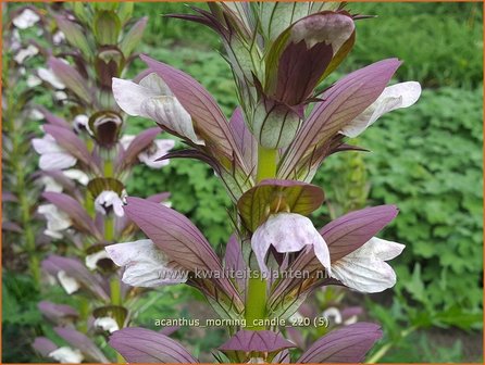 Acanthus &amp;#39;Morning Candle&amp;#39; | Stekelige berenklauw, Akant | B&auml;renklau