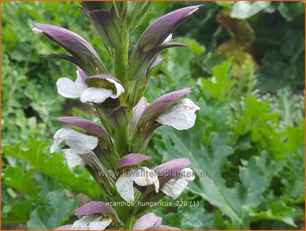 Acanthus hungaricus | Hongaarse berenklauw, Akant | Balkan-B&auml;renklau