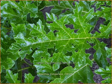 Acanthus hungaricus | Hongaarse berenklauw, Akant | Balkan-B&auml;renklau