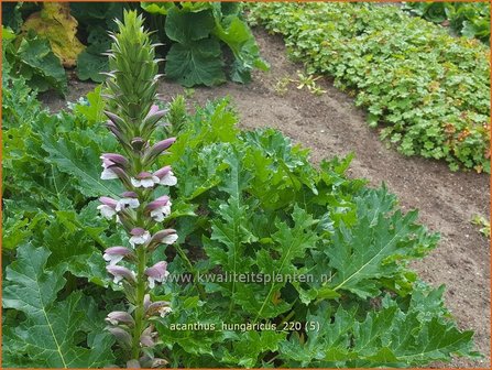 Acanthus hungaricus | Hongaarse berenklauw, Akant | Balkan-B&auml;renklau