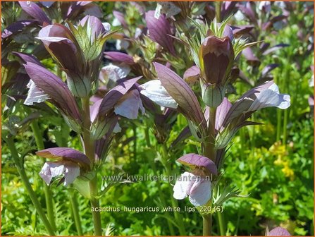 Acanthus hungaricus &amp;#39;White Lips&amp;#39; | Hongaarse berenklauw, Akant | Balkan-B&auml;renklau