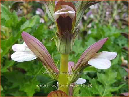 Acanthus hungaricus &amp;#39;White Lips&amp;#39; | Hongaarse berenklauw, Akant | Balkan-B&auml;renklau