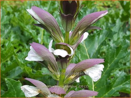 Acanthus mollis &amp;#39;Latifolius&amp;#39; | Zachte akant, Akant | Weiche B&auml;renklau