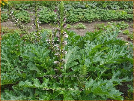 Acanthus mollis &amp;#39;Latifolius&amp;#39; | Zachte akant, Akant | Weiche B&auml;renklau