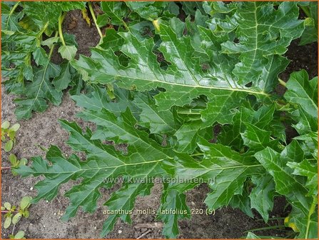 Acanthus mollis &amp;#39;Latifolius&amp;#39; | Zachte akant, Akant | Weiche B&auml;renklau