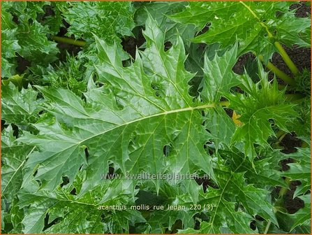 Acanthus mollis &amp;#39;Rue Ledan&amp;#39; | Zachte akant, Akant | Weiche B&auml;renklau