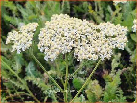 Achillea &#039;Alabaster&#039; | Duizendblad | Garbe