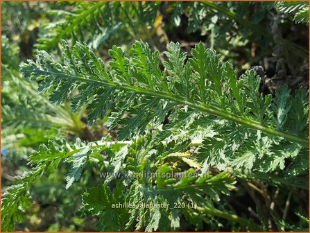 Achillea &#039;Alabaster&#039; | Duizendblad | Garbe