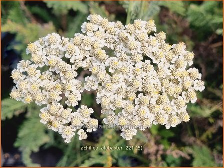 Achillea &#039;Alabaster&#039; | Duizendblad | Garbe