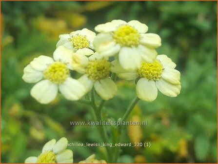 Achillea lewisii &amp;#39;King Edward&amp;#39; | Duizendblad | Graugr&uuml;ne Zwerg-Garbe