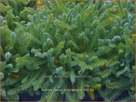 Achillea lewisii &amp;#39;King Edward&amp;#39; | Duizendblad | Graugr&uuml;ne Zwerg-Garbe