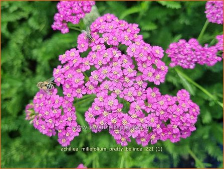 Achillea millefolium &amp;#39;Pretty Belinda&amp;#39; | Duizendblad | Gew&ouml;hnliche Schafgarbe