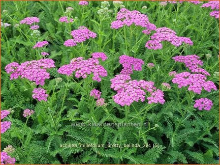 Achillea millefolium &amp;#39;Pretty Belinda&amp;#39; | Duizendblad | Gew&ouml;hnliche Schafgarbe