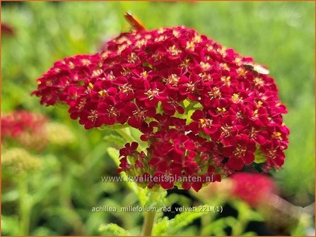 Achillea millefolium &#039;Red Velvet&#039; | Duizendblad | Gew&ouml;hnliche Schafgarbe