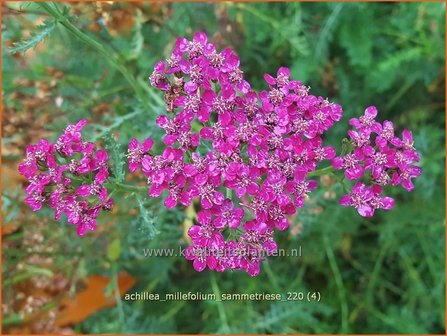 Achillea millefolium &amp;#39;Sammetriese&amp;#39; | Duizendblad | Gew&ouml;hnliche Schafgarbe