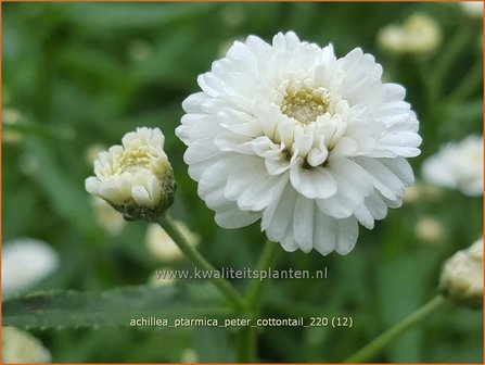 Achillea ptarmica 'Peter Cottontail' | Hemdsknoopjes, Bertram, Duizendblad | Bertrams-Garbe
