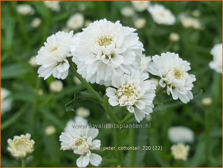 Achillea ptarmica &#039;Peter Cottontail&#039; | Hemdsknoopjes, Bertram, Duizendblad | Bertrams-Garbe