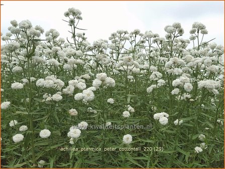 Achillea ptarmica &#039;Peter Cottontail&#039; | Hemdsknoopjes, Bertram, Duizendblad | Bertrams-Garbe