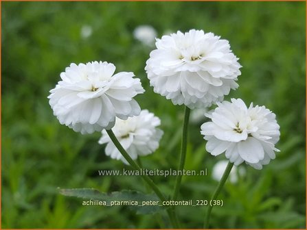 Achillea ptarmica &#039;Peter Cottontail&#039; | Hemdsknoopjes, Bertram, Duizendblad | Bertrams-Garbe