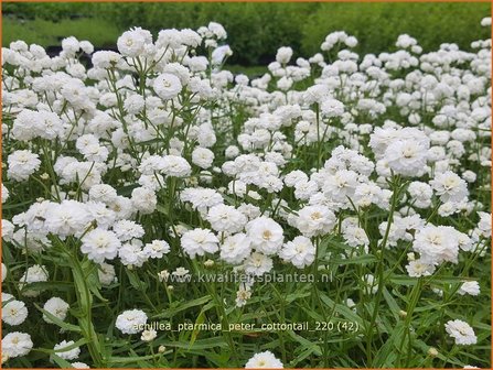 Achillea ptarmica &#039;Peter Cottontail&#039; | Hemdsknoopjes, Bertram, Duizendblad | Bertrams-Garbe