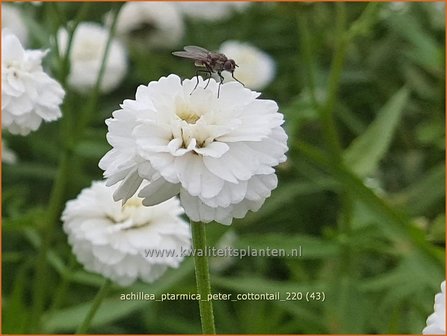 Achillea ptarmica &#039;Peter Cottontail&#039; | Hemdsknoopjes, Bertram, Duizendblad | Bertrams-Garbe