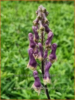 Aconitum &amp;#39;Purple Sparrow&amp;#39; | Monnikskap | Eisenhut