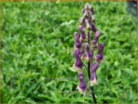 Aconitum &amp;#39;Purple Sparrow&amp;#39; | Monnikskap | Eisenhut