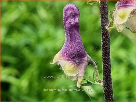 Aconitum &amp;#39;Purple Sparrow&amp;#39; | Monnikskap | Eisenhut