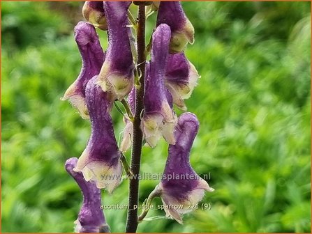 Aconitum &amp;#39;Purple Sparrow&amp;#39; | Monnikskap | Eisenhut