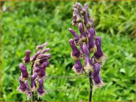 Aconitum &amp;#39;Purple Sparrow&amp;#39; | Monnikskap | Eisenhut