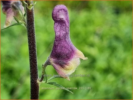 Aconitum &amp;#39;Purple Sparrow&amp;#39; | Monnikskap | Eisenhut