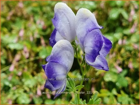 Aconitum cammarum &amp;#39;Bicolor&amp;#39; | Monnikskap | Eisenhut