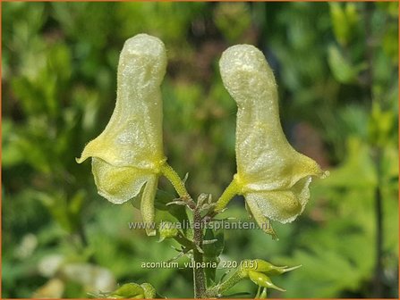 Aconitum vulparia | Monnikskap | Fuchs-Eisenhut