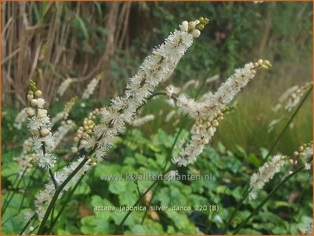 Actaea japonica &#39;Silver Dance&#39; | Zilverkaars, Oktoberkaars, Christoffelkruid | Herbst-Silberkerze