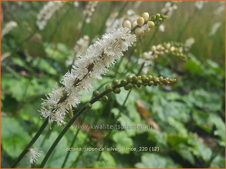 Actaea japonica 'Silver Dance' | Zilverkaars, Oktoberkaars, Christoffelkruid | Herbst-Silberkerze