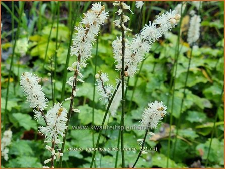 Actaea japonica &amp;#39;Silver Dance&amp;#39; | Zilverkaars, Oktoberkaars, Christoffelkruid | Herbst-Silberkerze