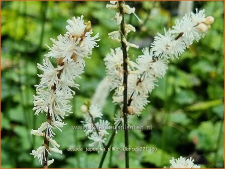 Actaea japonica &amp;#39;Silver Dance&amp;#39; | Zilverkaars, Oktoberkaars, Christoffelkruid | Herbst-Silberkerze