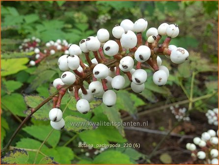 Actaea pachypoda | Christoffelkruid | Wei&szlig;fr&uuml;chtiges Christophskraut