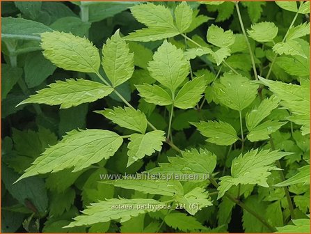 Actaea pachypoda | Christoffelkruid | Wei&szlig;fr&uuml;chtiges Christophskraut