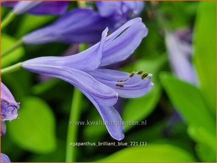 Agapanthus 'Brilliant Blue' | Afrikaanse lelie, Kaapse lelie, Liefdesbloem | Schmucklilie | African Lily