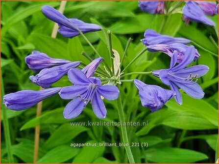 Agapanthus &#039;Brilliant Blue&#039; | Afrikaanse lelie, Kaapse lelie, Liefdesbloem | Schmucklilie | African Lily