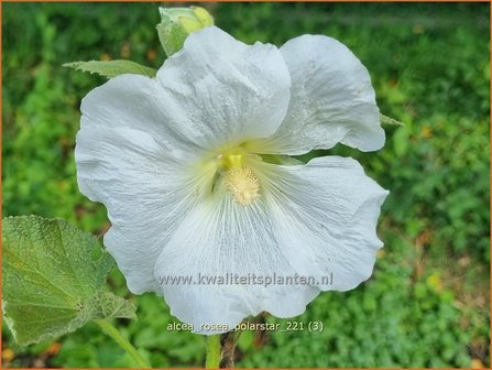 Alcea rosea &amp;#39;Polarstar&amp;#39; | Stokroos | Orientalische Stockrose